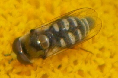 Unknown species found near Marina Del Rey, CA 90292, USA