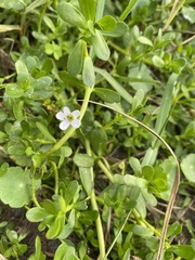 Bacopa monnieri image