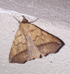 Goniocarsia