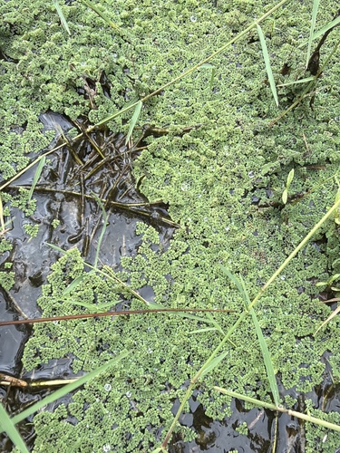 Feathered Mosquito Fern
