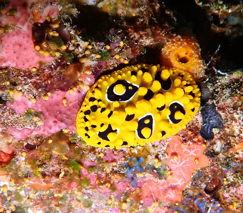 Ocellated Wart Slug