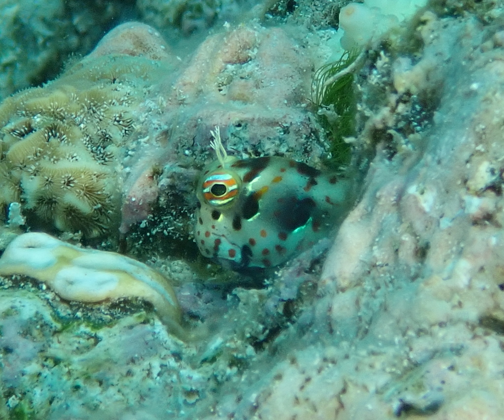 Bluespotted Blenny