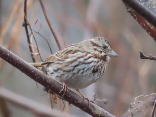 Song Sparrow photographed in Maryland