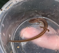 Eurycea chamberlaini