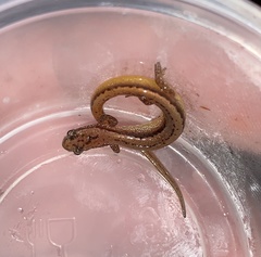 Eurycea chamberlaini