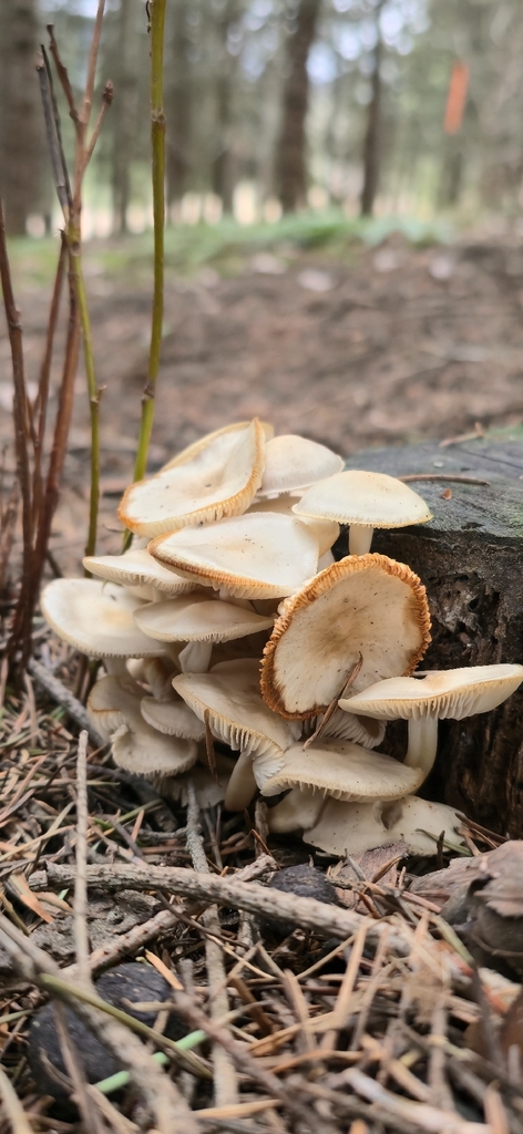 Mycena overholtsii · March 2026 · photo: © leannestacy (iNaturalist, cc0)