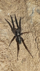 Teminius insularis