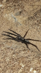Teminius insularis