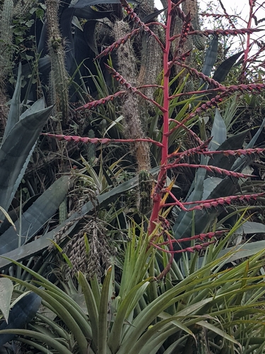 Tillandsia secunda, photograph 3