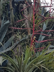 (c) Efrain Freire, some rights reserved (CC BY) Tillandsia secunda, photograph (c) Efrain Freire, some rights reserved (CC BY)