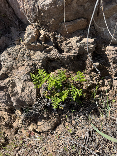 California lacefern (Aspidotis californica)