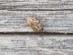 Trichosirocalus troglodytes