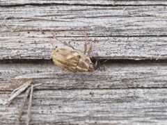 Trichosirocalus troglodytes