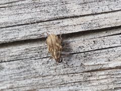 Trichosirocalus troglodytes