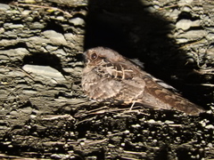 Caprimulgiformes