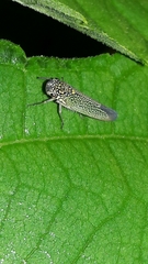 Macugonalia cavifrons