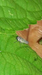 Macugonalia cavifrons