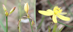 Tricoryne simplex