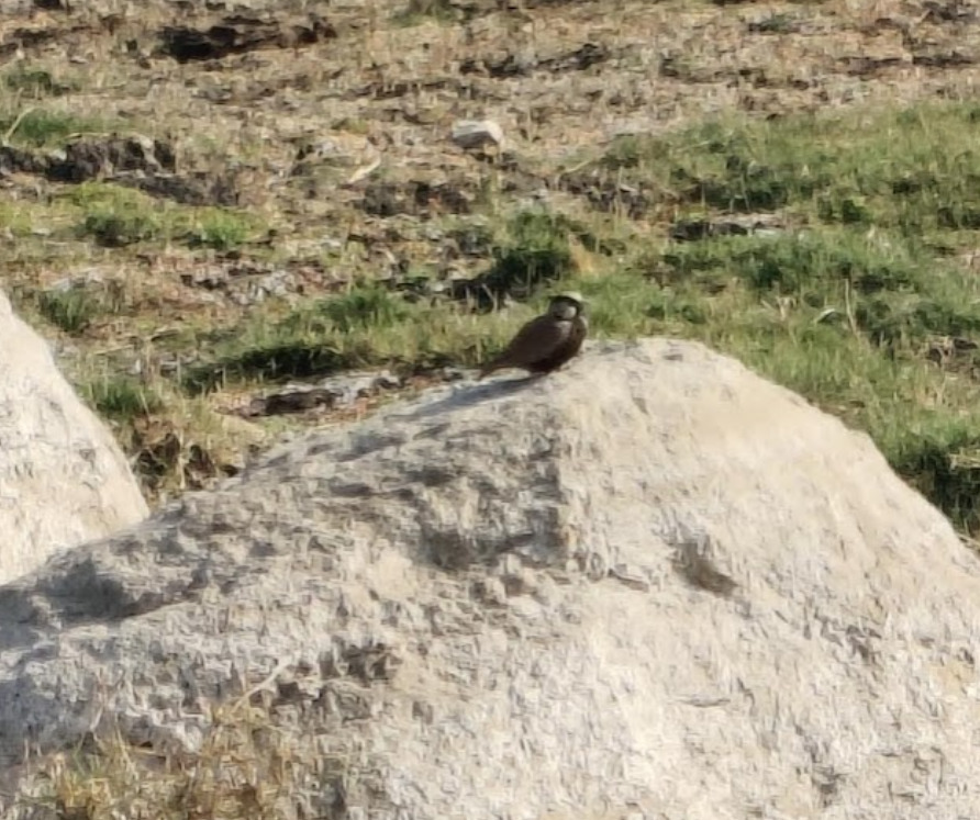 Ashy-crowned Sparrow-Lark (Eremopterix griseus), photo 1