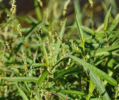 Persicaria subsessilis