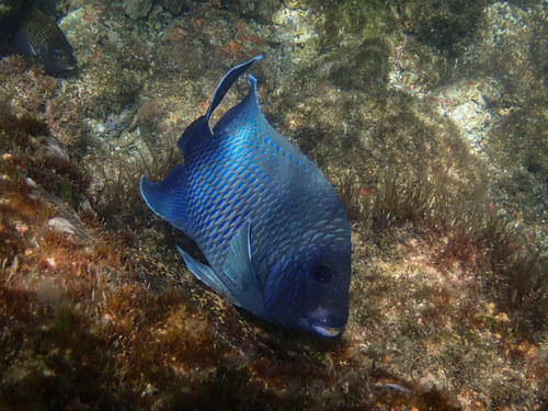 Microspathodon dorsalis