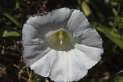 Calystegia sepium sepium