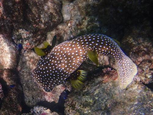 Arothron hispidus