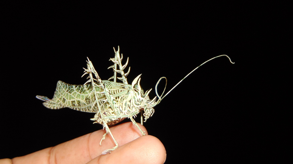 Katydids (Family Tettigoniidae) · iNaturalist