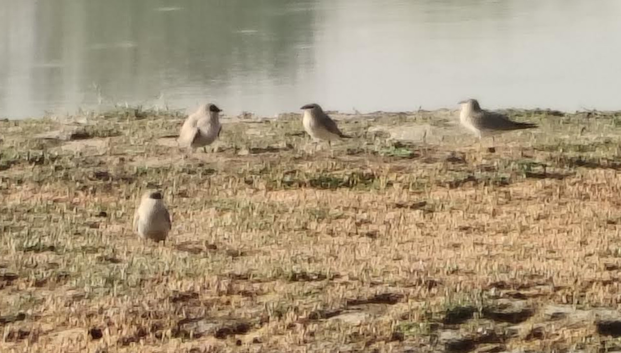 Small Pratincole (Glareola lactea), photo 2