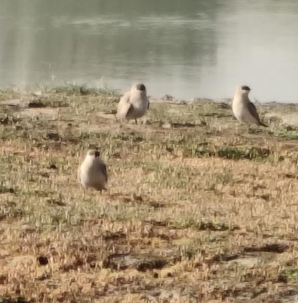 Small Pratincole (Glareola lactea), photo 4