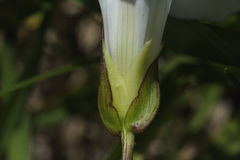 Calystegia sepium sepium