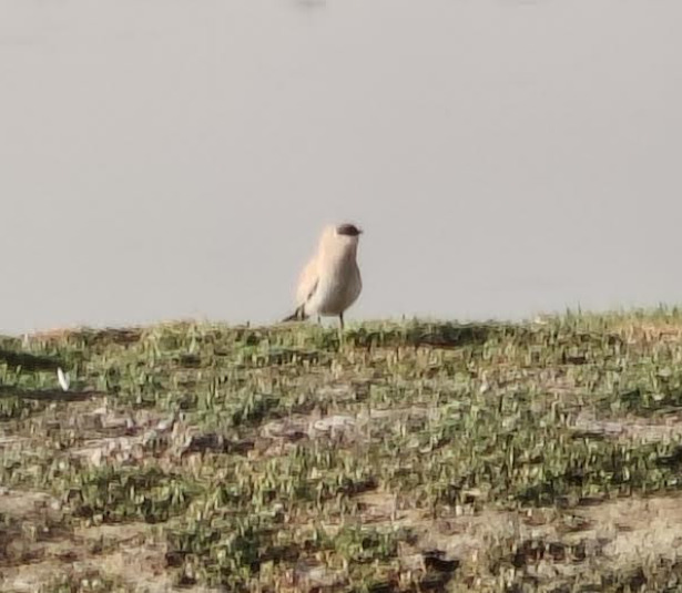 Small Pratincole (Glareola lactea), photo 6