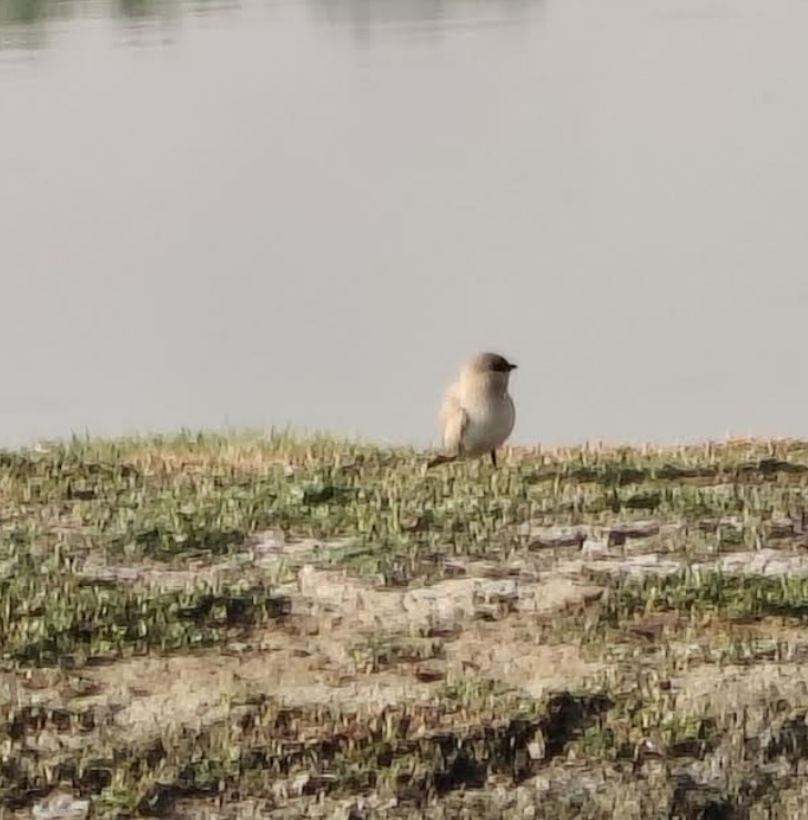 Small Pratincole (Glareola lactea), photo 5