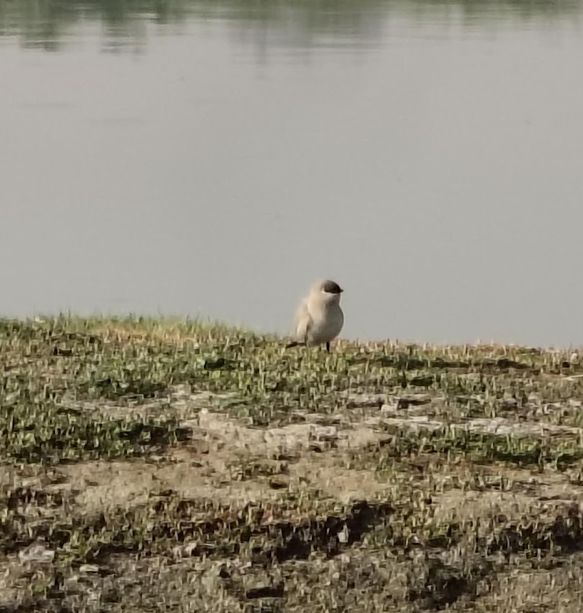 Small Pratincole (Glareola lactea), photo 8