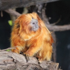 Leontopithecus rosalia