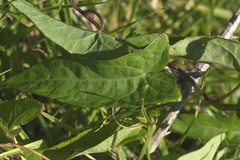 Calystegia sepium sepium