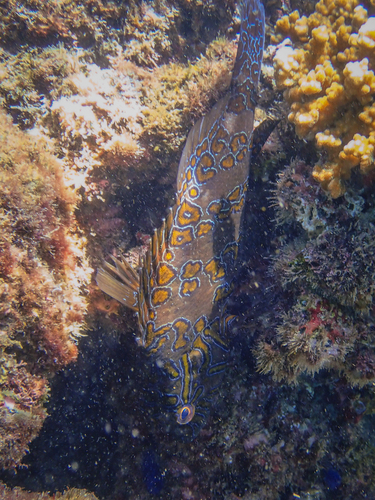 Cirrhitus rivulatus