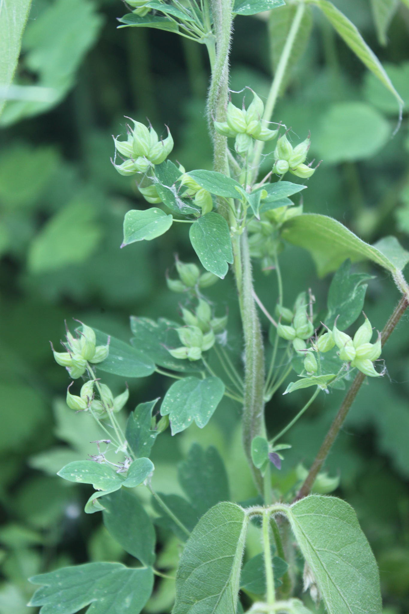 Thalictrum confine