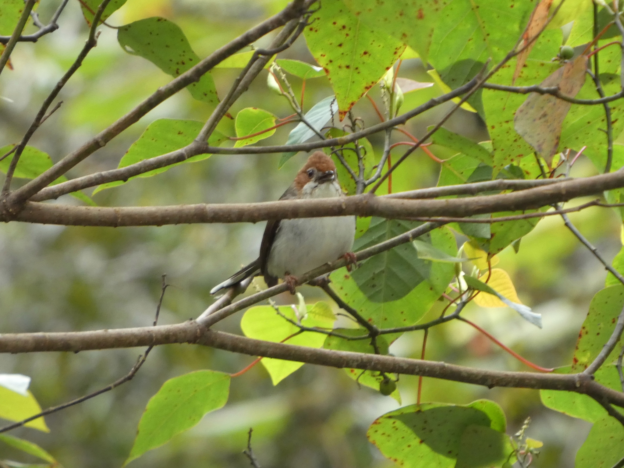 Chestnut-crested Yuhina (Staphida everetti), photo 2