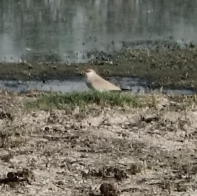 Small Pratincole (Glareola lactea), photo 3