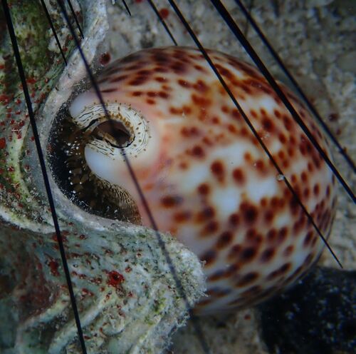 Cypraea pantherina observed 2026-02-02