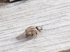Melinopterus