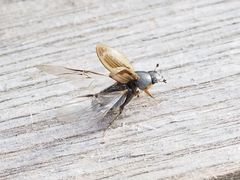 Melinopterus