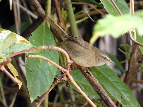 Aberrant Bush Warbler (Horornis flavolivaceus)