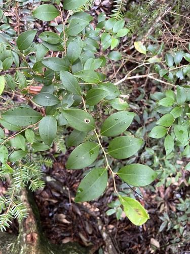 Ilex goshiensis iNat (3)