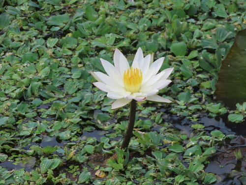 Hairy water-lily (Nymphaea pubescens)
