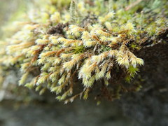 Hedwigia stellata