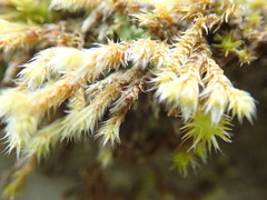 Hedwigia stellata
