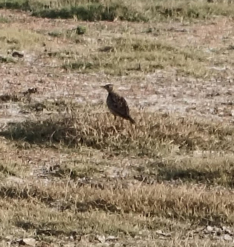 Oriental Skylark (Alauda gulgula), photo 5