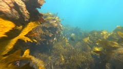 Meuschenia trachylepis